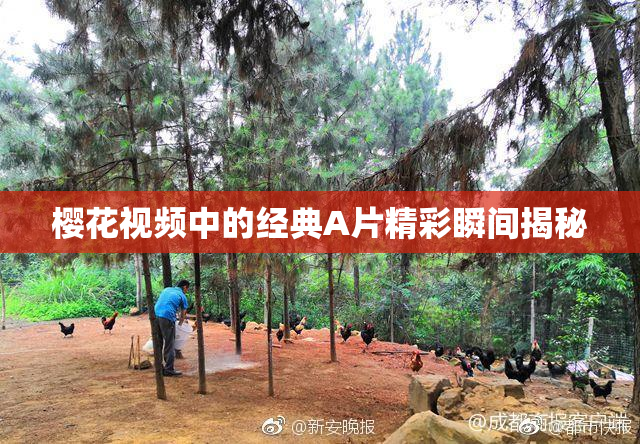 樱花视频中的经典A片精彩瞬间揭秘