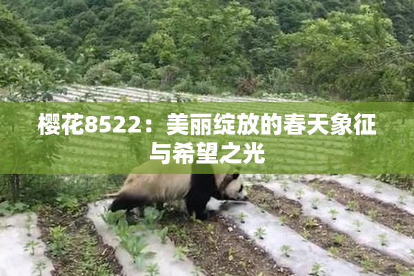 樱花8522：美丽绽放的春天象征与希望之光