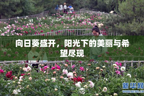 向日葵盛开，阳光下的美丽与希望尽现