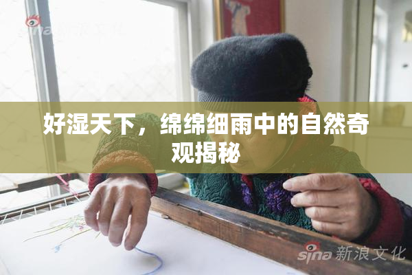 好湿天下，绵绵细雨中的自然奇观揭秘