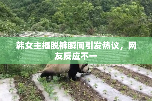 韩女主播脱裤瞬间引发热议，网友反应不一
