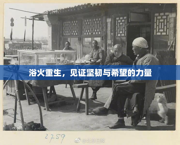 浴火重生，见证坚韧与希望的力量