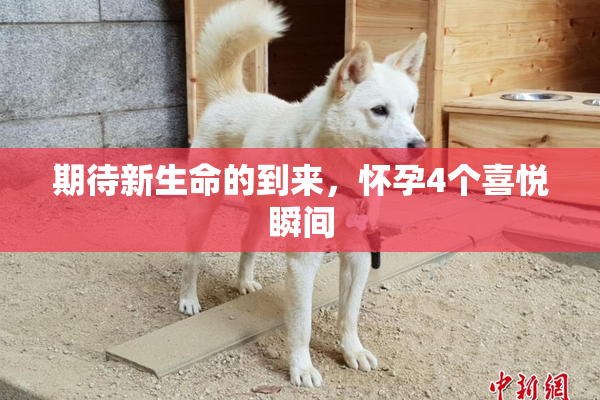 期待新生命的到来，怀孕4个喜悦瞬间