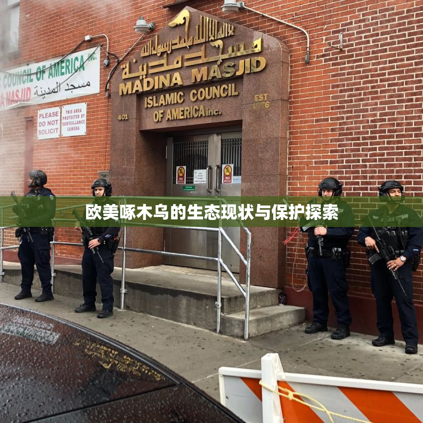 欧美啄木乌的生态现状与保护探索