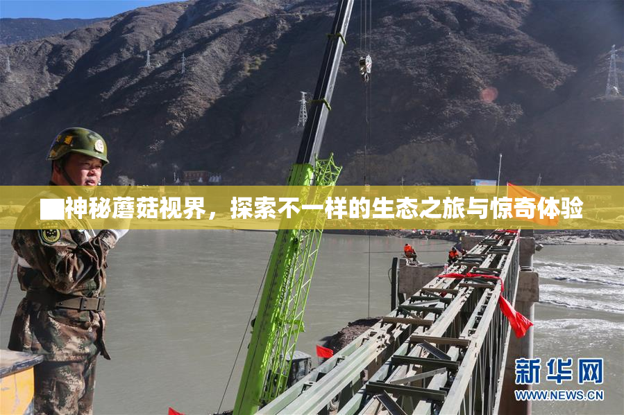 ▇神秘蘑菇视界，探索不一样的生态之旅与惊奇体验
