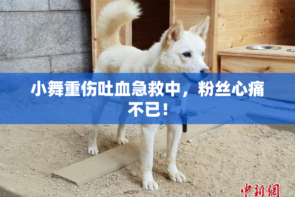 小舞重伤吐血急救中，粉丝心痛不已！