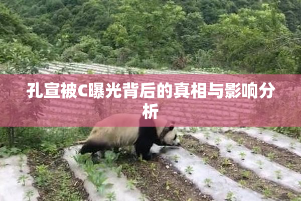 孔宣被C曝光背后的真相与影响分析