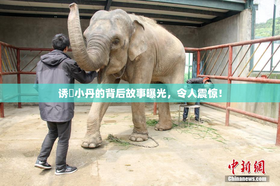 诱奷小丹的背后故事曝光，令人震惊！