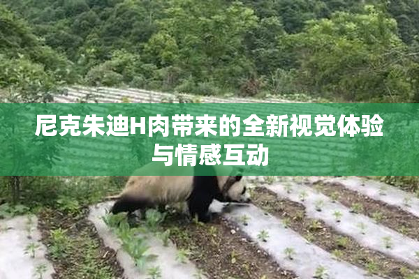 尼克朱迪H肉带来的全新视觉体验与情感互动