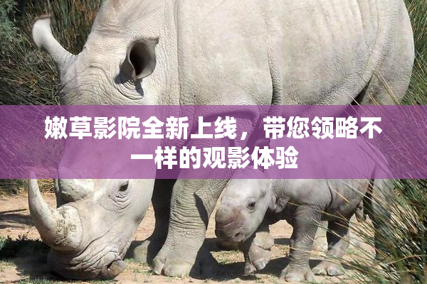 嫩草影院全新上线，带您领略不一样的观影体验