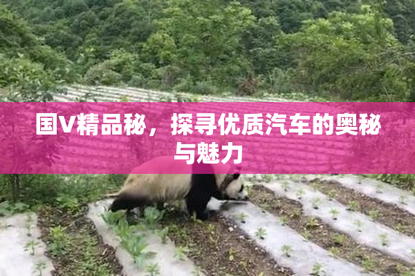 国V精品秘，探寻优质汽车的奥秘与魅力