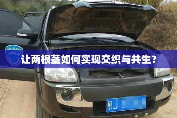 让两根茎如何实现交织与共生？