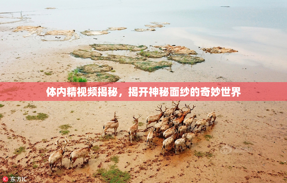 体内精视频揭秘，揭开神秘面纱的奇妙世界