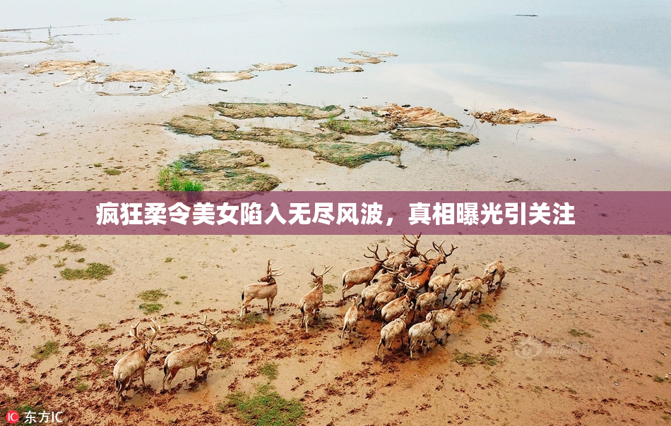疯狂柔令美女陷入无尽风波，真相曝光引关注