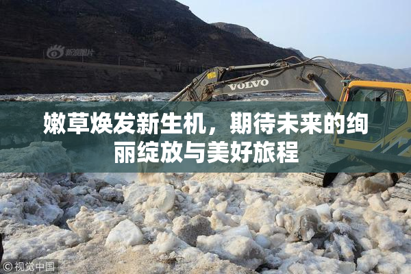 嫩草焕发新生机，期待未来的绚丽绽放与美好旅程