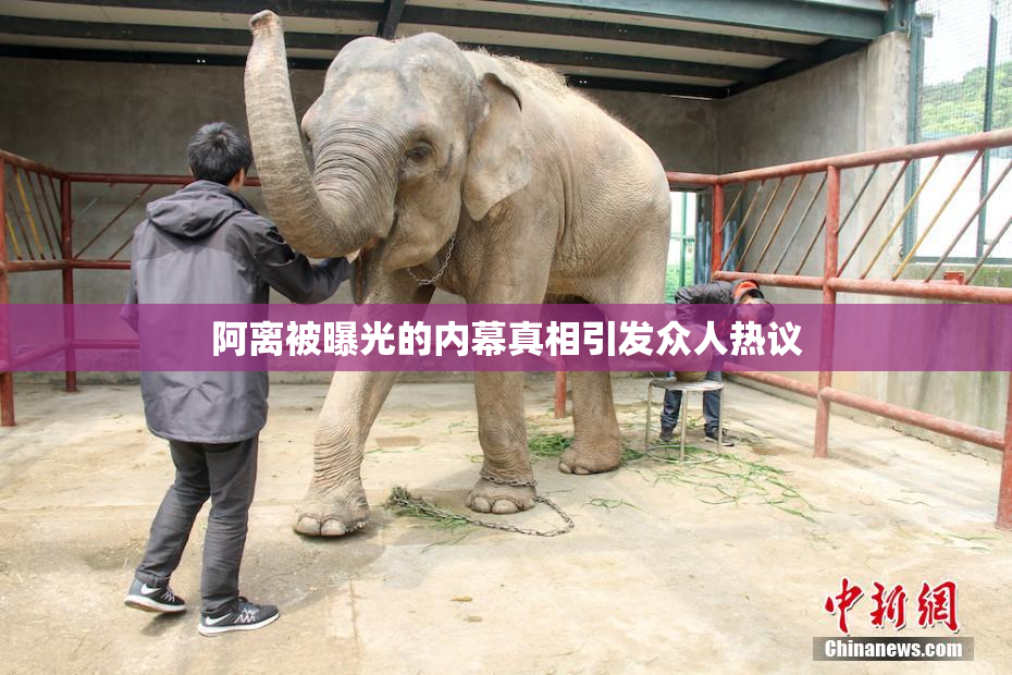 阿离被曝光的内幕真相引发众人热议