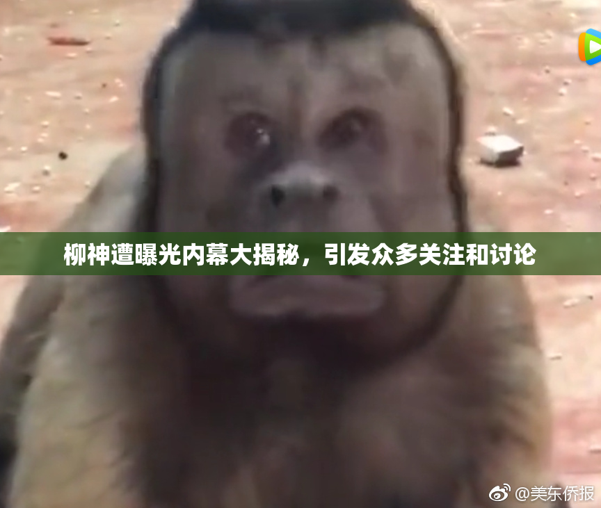柳神遭曝光内幕大揭秘，引发众多关注和讨论