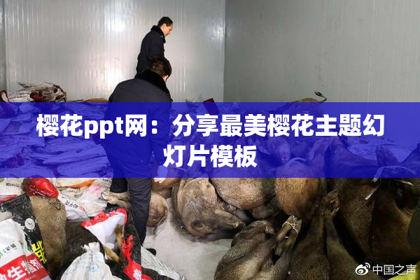 樱花ppt网：分享最美樱花主题幻灯片模板