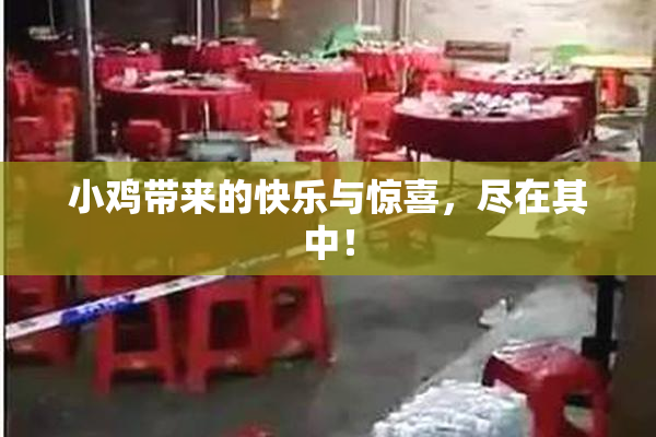 小鸡带来的快乐与惊喜，尽在其中！