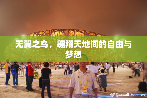无翼之鸟，翱翔天地间的自由与梦想