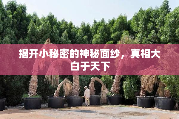 揭开小秘密的神秘面纱，真相大白于天下