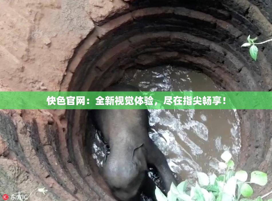 快色官网：全新视觉体验，尽在指尖畅享！