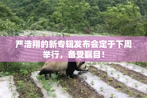 严浩翔的新专辑发布会定于下周举行，备受瞩目！