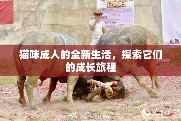 猫咪成人的全新生活，探索它们的成长旅程