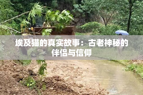 埃及猫的真实故事：古老神秘的伴侣与信仰