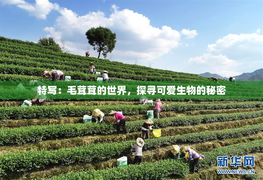 特写：毛茸茸的世界，探寻可爱生物的秘密