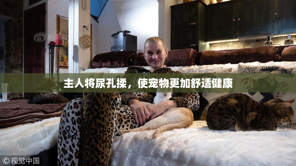 主人将尿孔揉，使宠物更加舒适健康