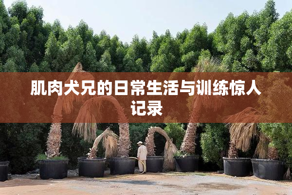 肌肉犬兄的日常生活与训练惊人记录