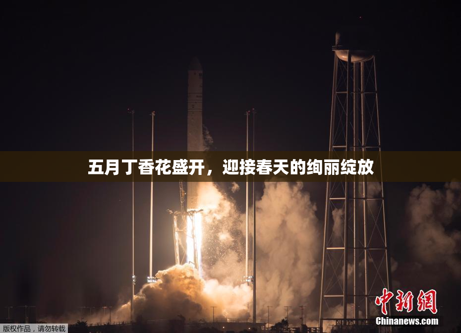 五月丁香花盛开，迎接春天的绚丽绽放
