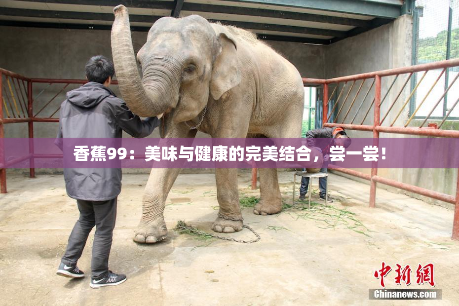 香蕉99：美味与健康的完美结合，尝一尝！