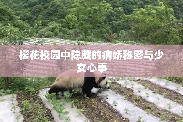 樱花校园中隐藏的病娇秘密与少女心事