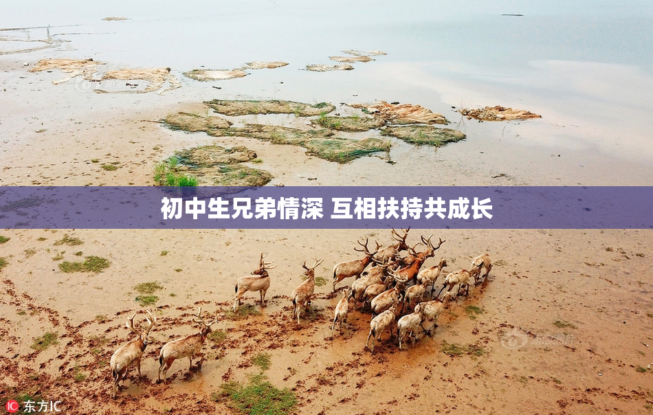 初中生兄弟情深 互相扶持共成长