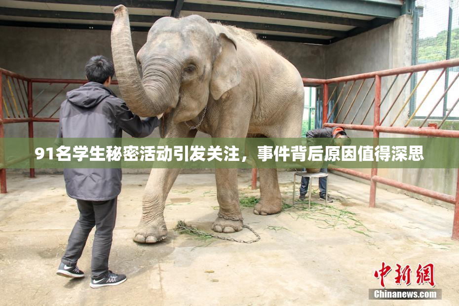 91名学生秘密活动引发关注，事件背后原因值得深思