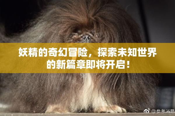 妖精的奇幻冒险，探索未知世界的新篇章即将开启！