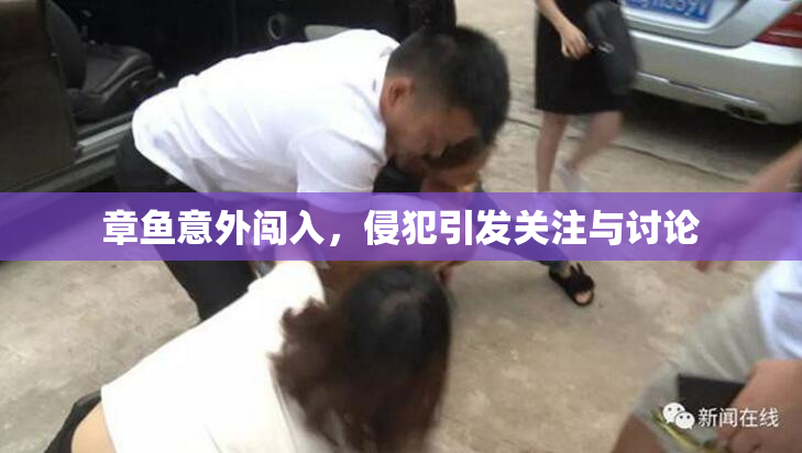 章鱼意外闯入，侵犯引发关注与讨论