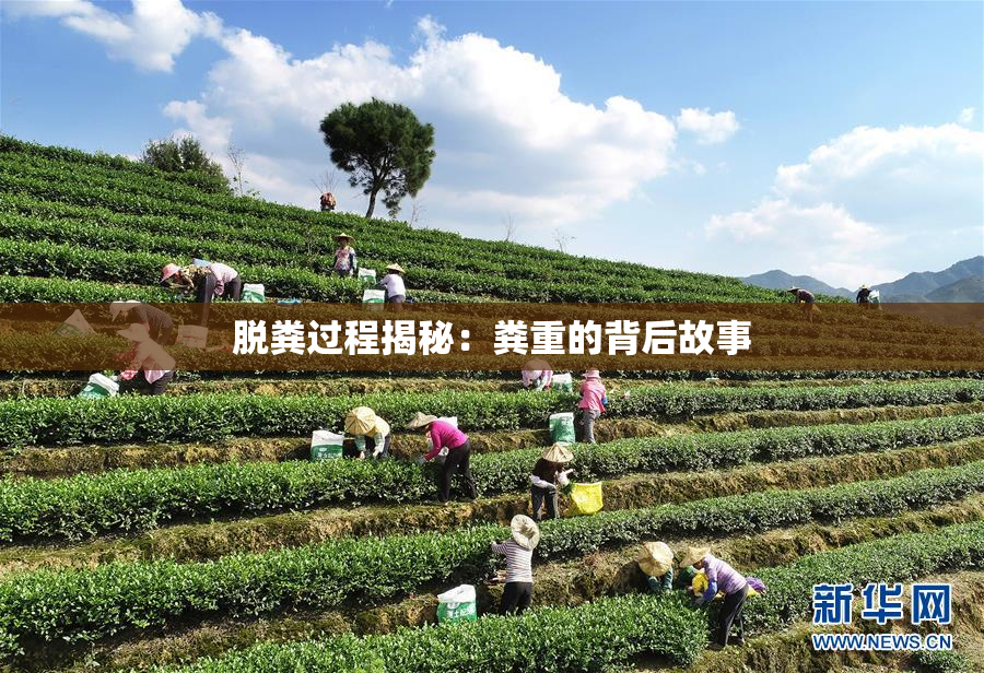 脱粪过程揭秘：粪重的背后故事