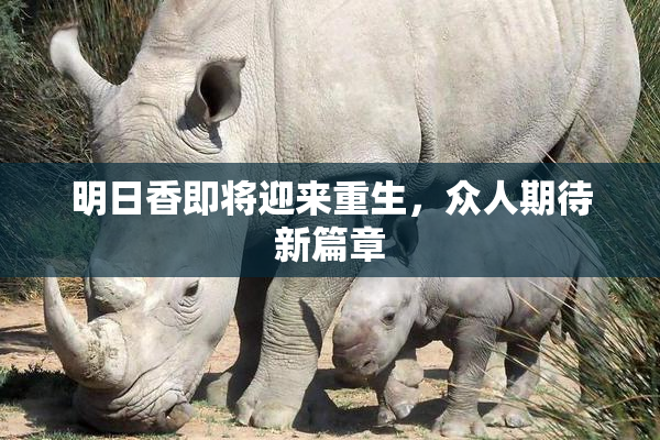 明日香即将迎来重生，众人期待新篇章