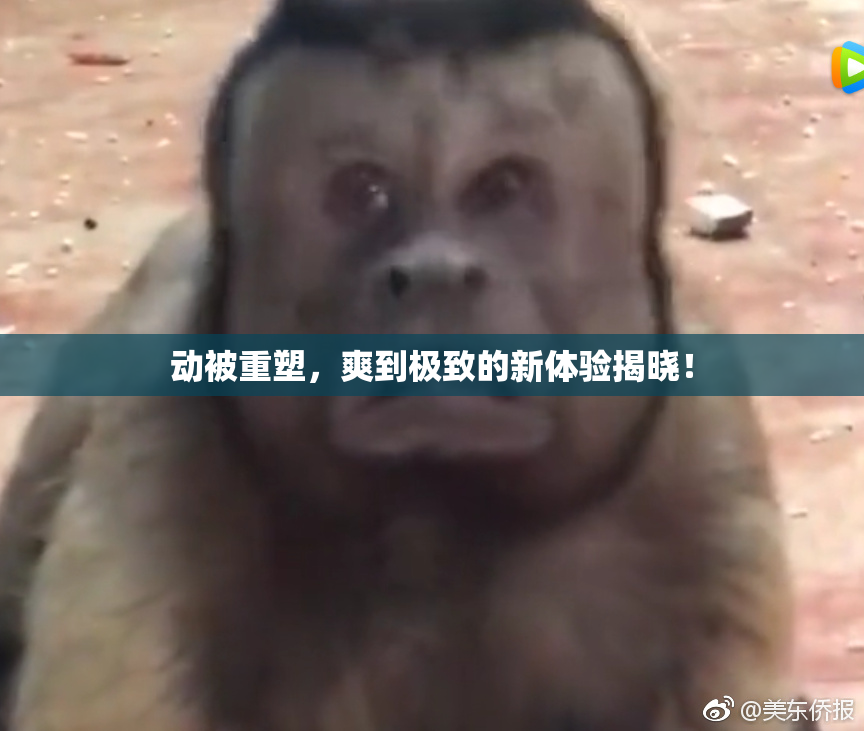动被重塑，爽到极致的新体验揭晓！