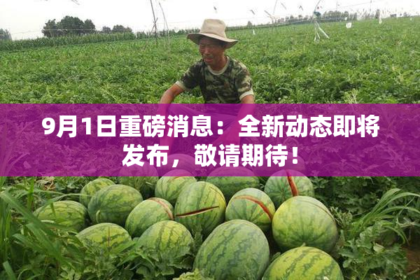 9月1日重磅消息：全新动态即将发布，敬请期待！