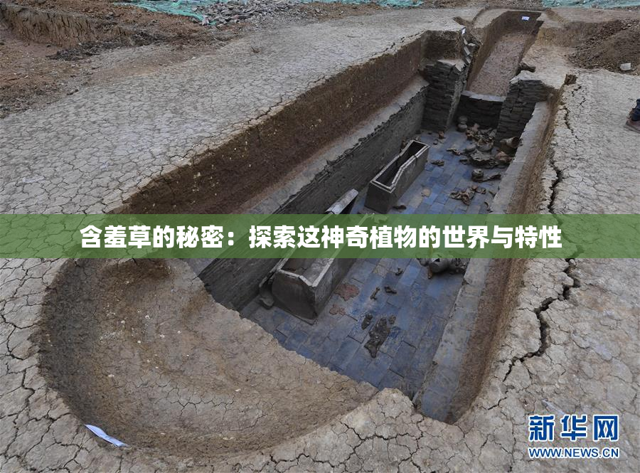 含羞草的秘密：探索这神奇植物的世界与特性