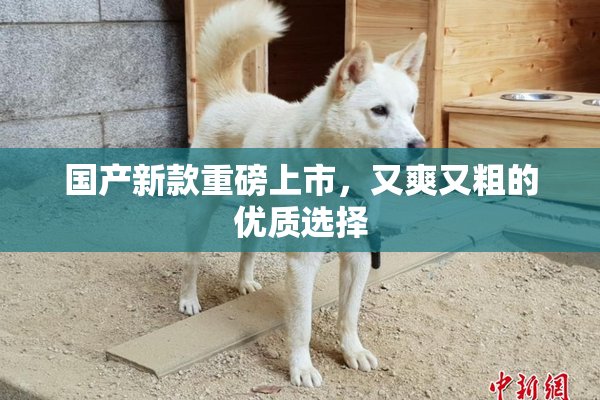 国产新款重磅上市，又爽又粗的优质选择