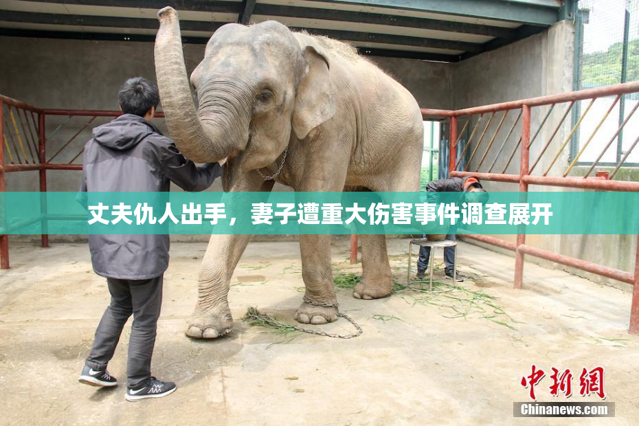 丈夫仇人出手，妻子遭重大伤害事件调查展开