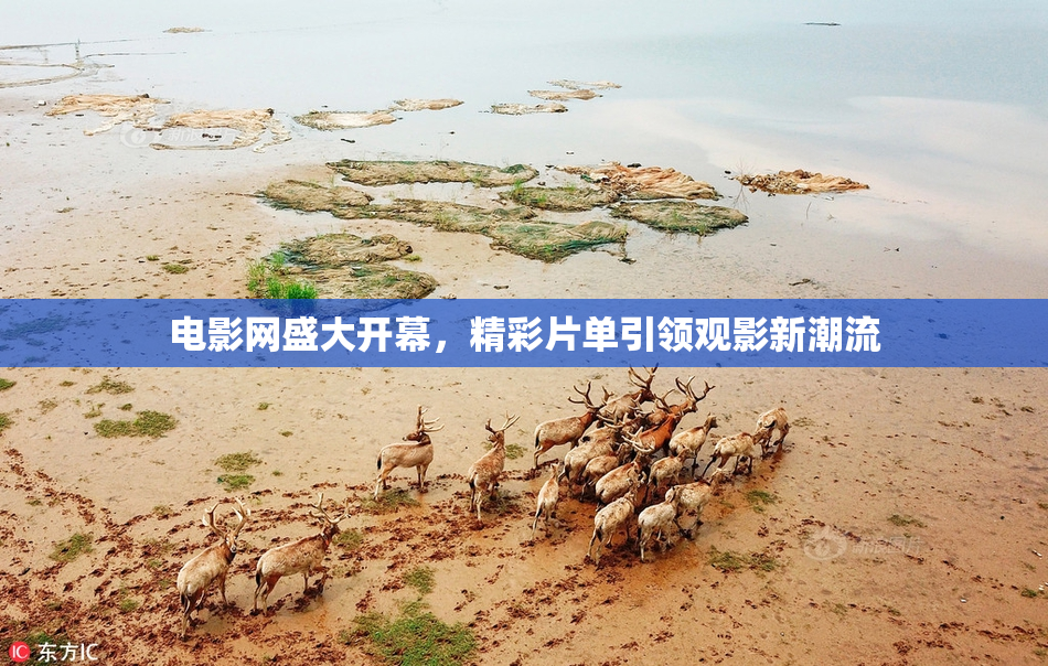电影网盛大开幕，精彩片单引领观影新潮流