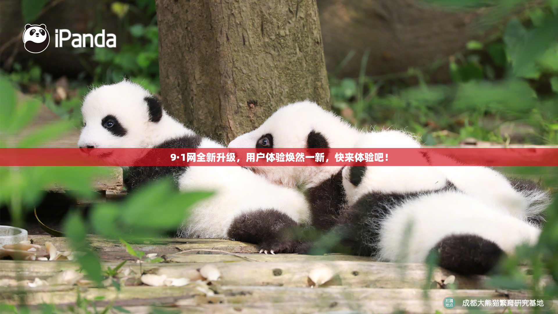 9·1网全新升级，用户体验焕然一新，快来体验吧！