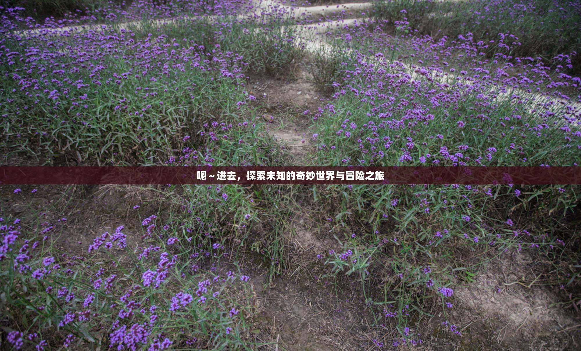 嗯～进去，探索未知的奇妙世界与冒险之旅