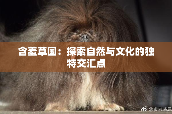 含羞草国：探索自然与文化的独特交汇点
